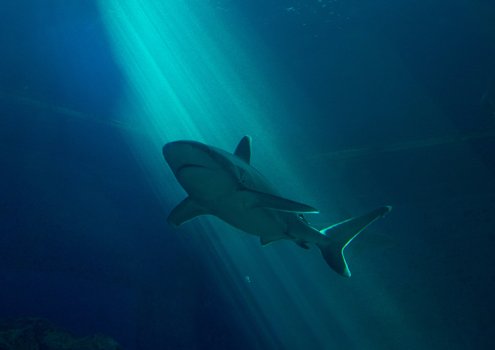writing like a shark